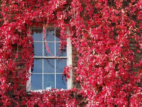 100 red virginia - red, creeper