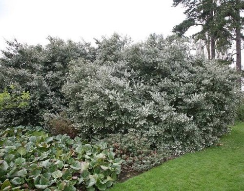 Osmanthus burkwoodii - osmanthus, ?