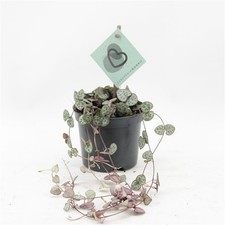 Ceropegia Woodii 'String of