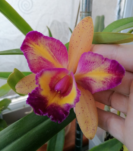 Cattleya blc shiniti - blc., ishikawa