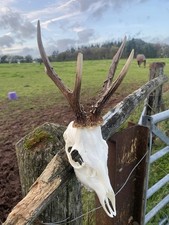 Roe Deer Skull Antlers Trophy