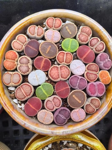 1200 rare mix lithops - mix,