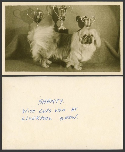 Pekingese dog puppy shanty - pekingese,