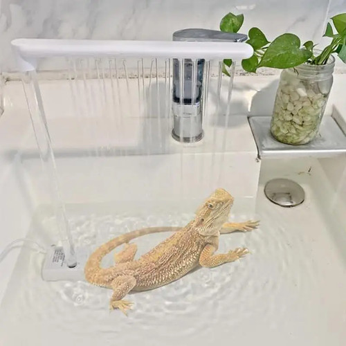 Bearded dragon bath - bath, shower