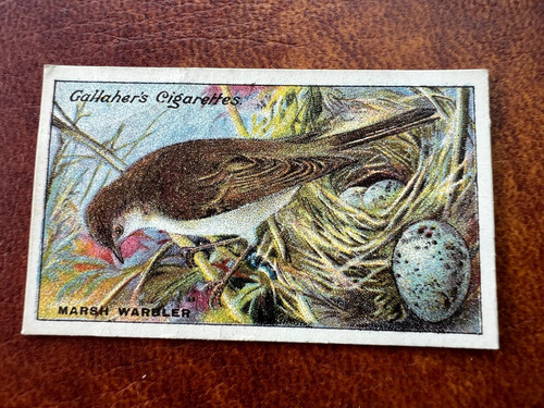 Gallaher birds nests - nests, &