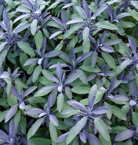 Sage purple salvia - purple, officinalis