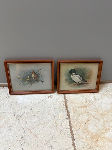 Basil ede bird - ede, prints