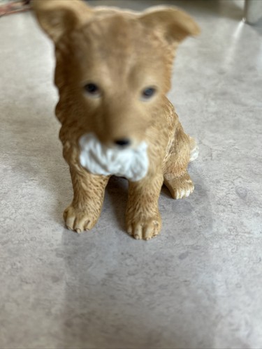 Homco collie sheltie puppy - homco,