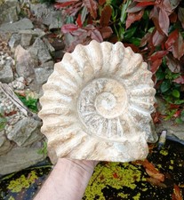 X Large Fossil Ammonite 5.5kg