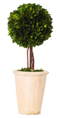 Real preserved boxwood - preserved,