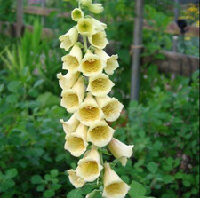 Foxglove Yellow Digitalis