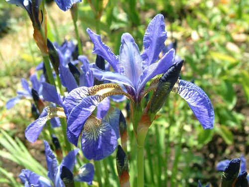Iris sibirica well rooted - 1,