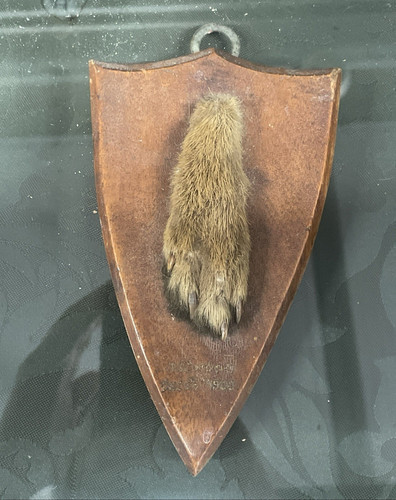 Victorian fox paw taxidermy - fox,