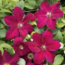Clematis Westerplatte Ruby in