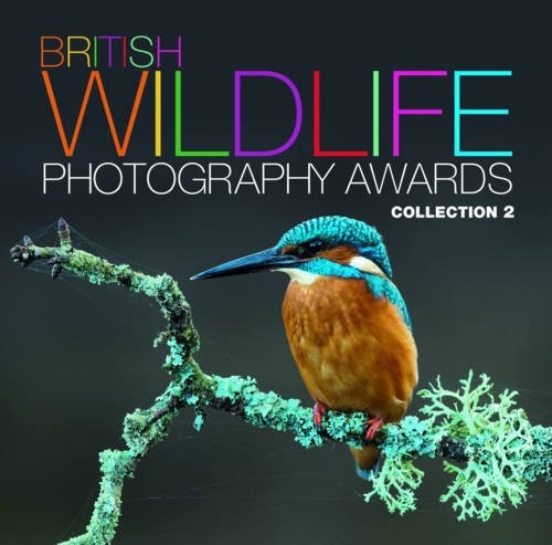 British wildlife photography - wildlife,