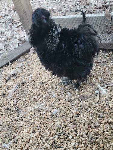 Fertile silkie paint - ,