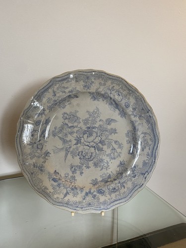 Asiatic pheasant plate brough - plate,