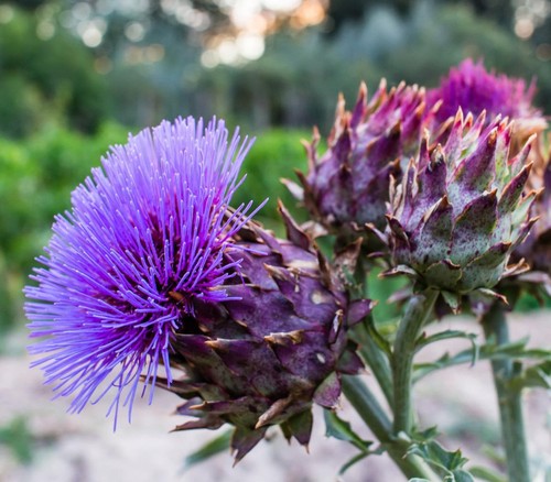 Cardoon cynara cardunculus - cardoon,