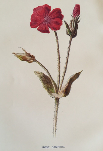 Antique print rose campion - rose,