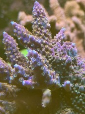Acropora - Frag