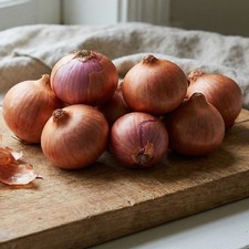 French Shallot Meloine 10 Sets