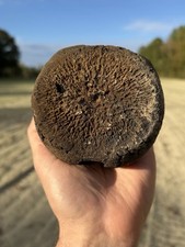 Extinct Baleen Whale Vertebrae