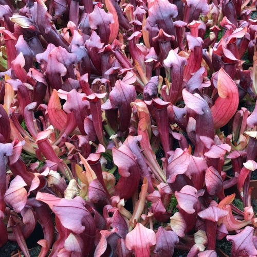 Sarracenia hybrid maroon - sarracenia,