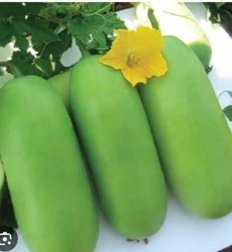 Hybrid bangladeshi chal kumra - hybrid,