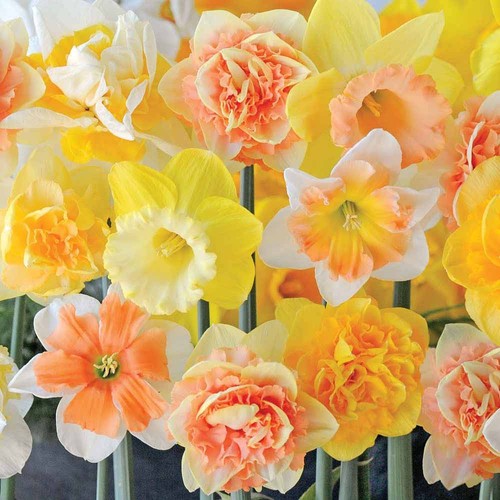 Narcissus citrus sorbet - t&m,