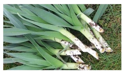 Perpetual leek bulbs perennial - perpetual,