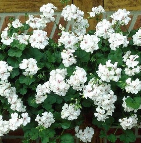 Ivy leaf trailing - trailing, geranium