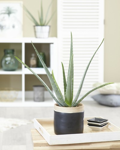 Aloe vera barbadensis - x,