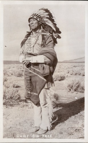 Chief big tree native - tree,