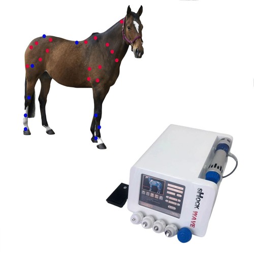 Horse animals veterinaria - horse,