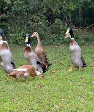 6++ Grey (Mallard) Indian