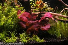 1 Nymphaea ZENKERI Red Tiger Lotus bulb live aquarium plant tropical betta hide