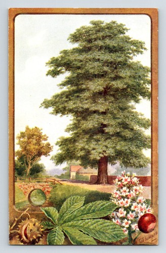 Greetings postcard horse - postcard:,