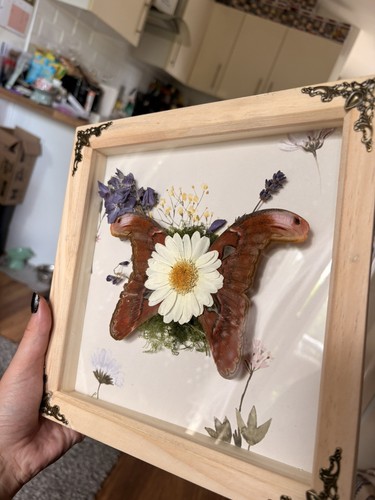 Atlas moth shadow box with - atlas,
