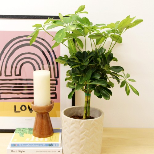 Schefflera arboricola gold - schefflera,