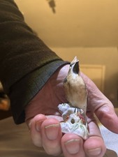 Royal worcester waxwing bird - royal,