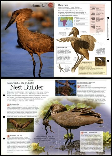 Hamerkop 153 birds - hamerkop,