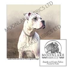 White Boxer Dog Looking Right