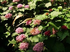 Clerodendrum bungei rose - bungei,,