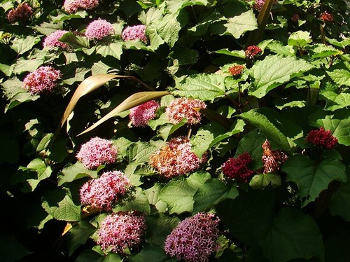 Clerodendrum bungei rose - clerodendrum, bungei,