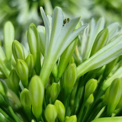 Agapanthus emerald ice 9cm - agapanthus,