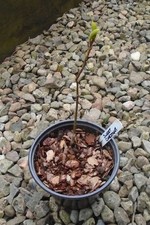CASTANEA SATIVA SWEET CHESTNUT