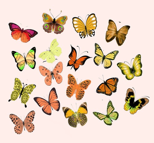Burnt orange butterflies - 54, x