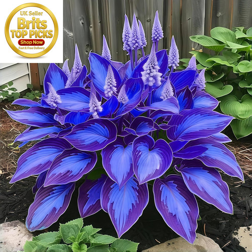 Hosta bulbs hardy - bulbs, shade