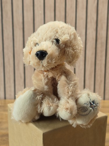 Adorable puppy shining stars - f,