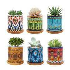 Foragift 5cm succulent plant - foragift,